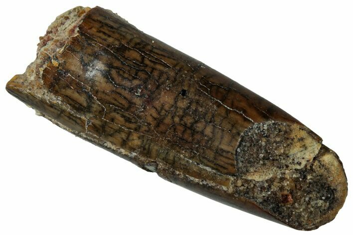 Fossil Sauropod Dinosaur (Titanosaur) Tooth - Morocco #298507